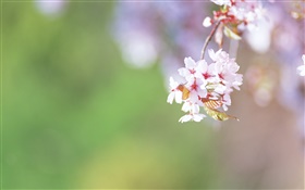 Las ramas, las flores de cerezo de cerca HD fondos de pantalla