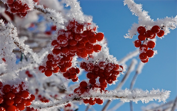Las ramas, frutos rojos, la nieve, el hielo Fondos de pantalla, imagen