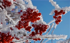 Las ramas, frutos rojos, la nieve, el hielo