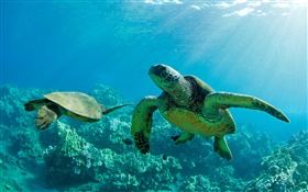 Dos tortugas de mar verde, arrecife submarino, coral, Maui