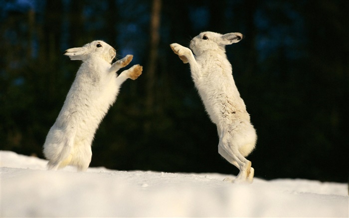 Dos conejos jugando Fondos de pantalla, imagen