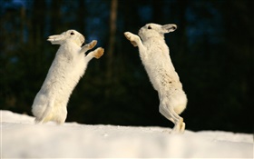 Dos conejos jugando