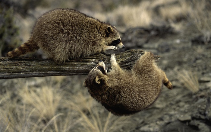 Dos mapaches jugando Fondos de pantalla, imagen