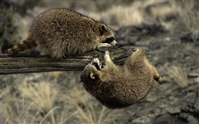 Dos mapaches jugando