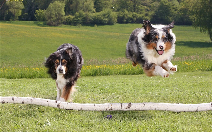 Dos perros corriendo Fondos de pantalla, imagen