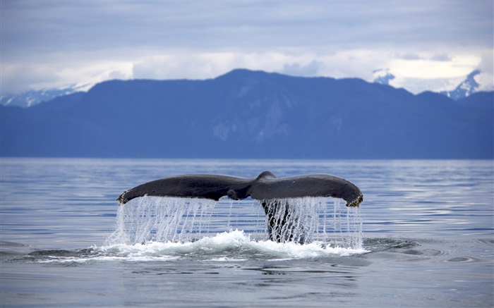 EE.UU., Alaska, cola de la ballena jorobada Fondos de pantalla, imagen