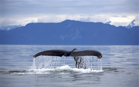 EE.UU., Alaska, cola de la ballena jorobada HD fondos de pantalla