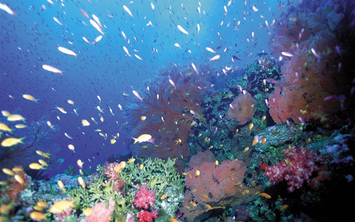 Bajo el agua, peces, corales, mar Fondos de pantalla, imagen