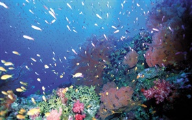 Bajo el agua, peces, corales, mar