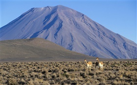 Vicuña, Volcán Misti, Perú HD fondos de pantalla