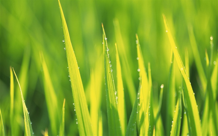 Las gotas de agua, la hierba verde después de la lluvia Fondos de pantalla, imagen
