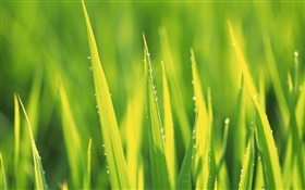 Las gotas de agua, la hierba verde después de la lluvia