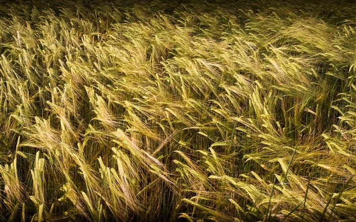 Campo de trigo de cerca Fondos de pantalla, imagen