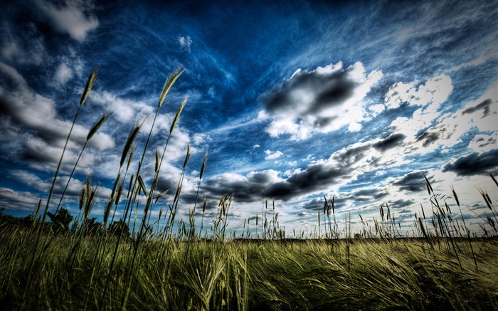 Campo de trigo, nubes Fondos de pantalla, imagen