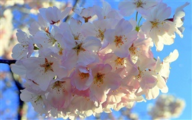 Flores blancas de la manzana HD fondos de pantalla