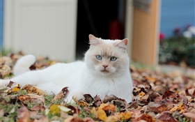 Gato blanco, hojas