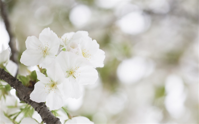 Flores de cerezo blanco close-up Fondos de pantalla, imagen