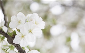 Flores de cerezo blanco close-up