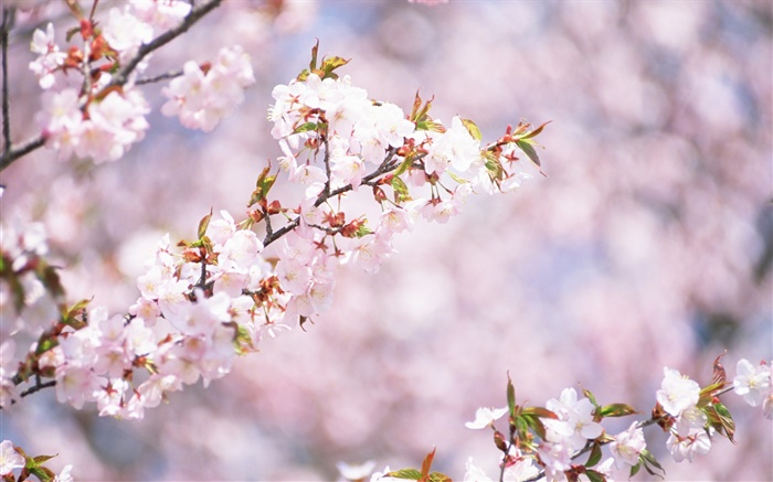 Flores blancas de cerezo en flor, bokeh Fondos de pantalla, imagen