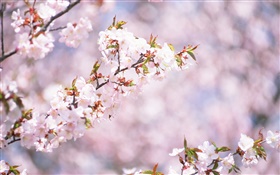 Flores blancas de cerezo en flor, bokeh HD fondos de pantalla