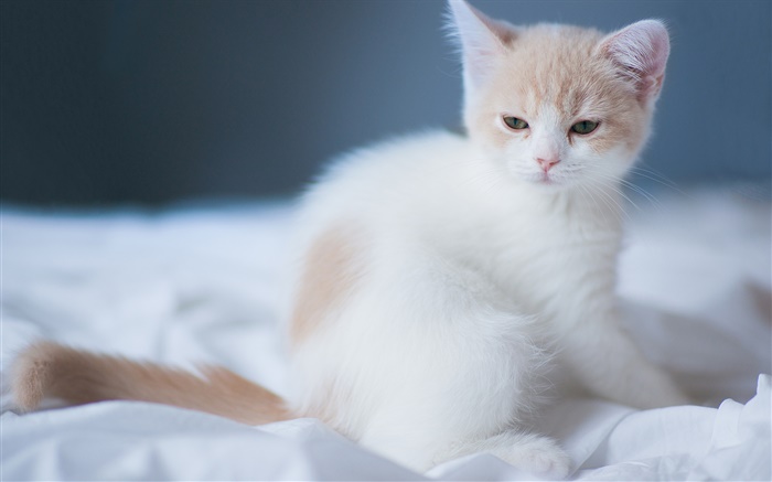 Blanco lindo gatito Fondos de pantalla, imagen