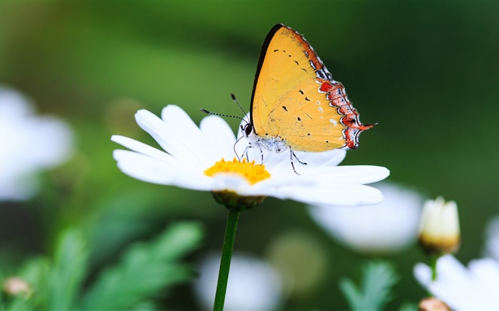 Margarita blanca y la mariposa Fondos de pantalla, imagen