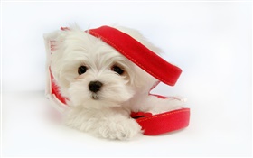 Perro blanco con cinta roja