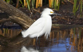 Pájaro blanco pluma, estanque