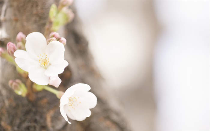 Flores blancas de cerca, la primavera Fondos de pantalla, imagen