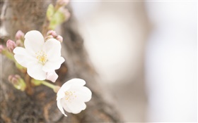 Flores blancas de cerca, la primavera