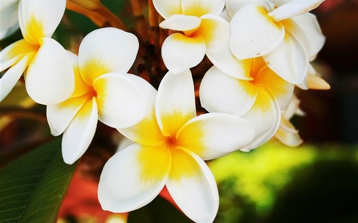 Flores blancas frangipani Fondos de pantalla, imagen