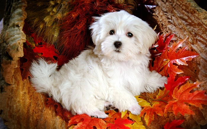 Perro peludo blanco, hojas rojas Fondos de pantalla, imagen