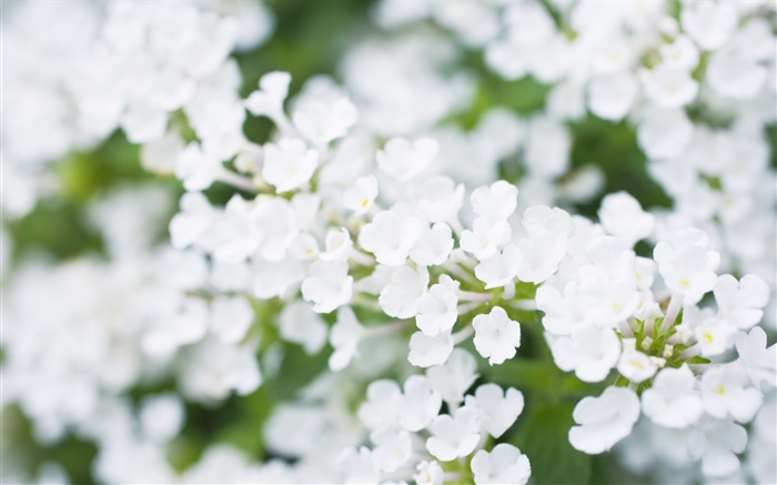 Blancas pequeñas flores, borrosa Fondos de pantalla, imagen