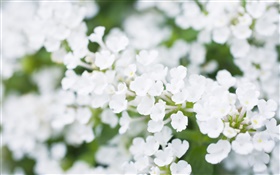 Blancas pequeñas flores, borrosa HD fondos de pantalla