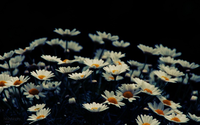 Blancas pequeñas flores, bokeh Fondos de pantalla, imagen