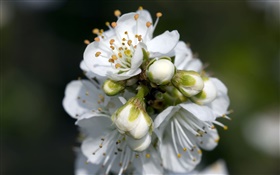 Flores blancas de pera de cerca