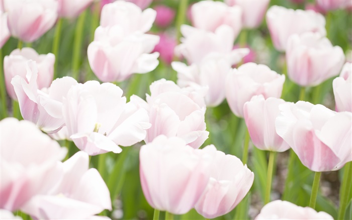 Blanco colores rosa tulipán flores Fondos de pantalla, imagen