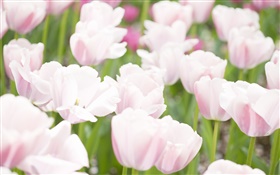 Blanco colores rosa tulipán flores HD fondos de pantalla