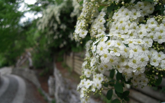 Flores blancas multiflora rosa Fondos de pantalla, imagen