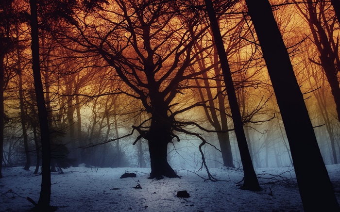 Invierno, bosque, árboles, amanecer Fondos de pantalla, imagen