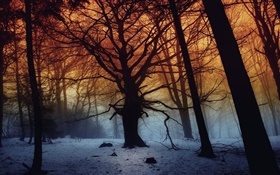 Invierno, bosque, árboles, amanecer