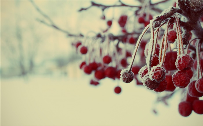 Invierno, bayas rojas, nieve, borrosa Fondos de pantalla, imagen