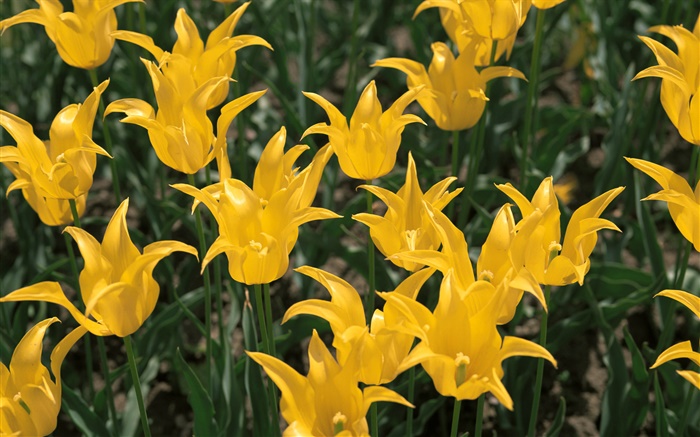 Flores amarillas, tulipán close-up Fondos de pantalla, imagen