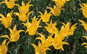 Flores amarillas, tulipán close-up
