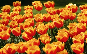 Flores amarillas rojas del tulipán