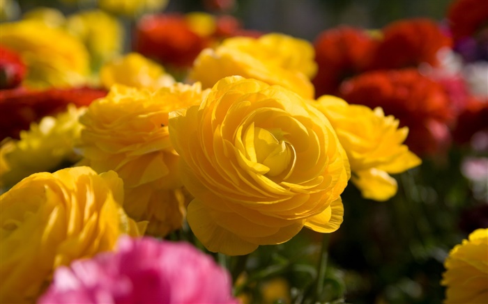 Flores amarillas del rosa del Fondos de pantalla, imagen