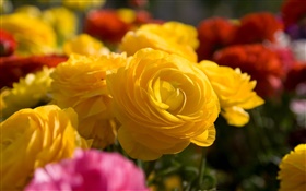 Flores amarillas del rosa del HD fondos de pantalla