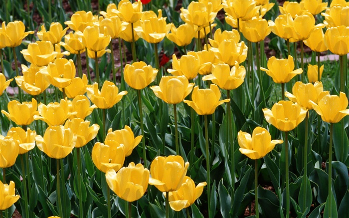 Tulipanes amarillos, flores de cerca Fondos de pantalla, imagen