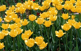 Tulipanes amarillos, flores de cerca