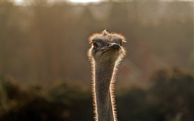 Cabeza de avestruz joven close-up